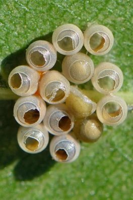 Hemiptera eggs from Z carpinifolia_6333 Sept 16, 2012 Ken Frank photograph
