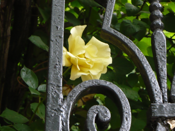 yellow rose bars