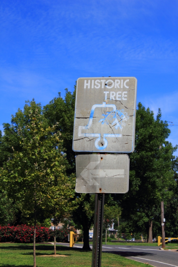 Hunting Park historic tree sign, photograph by Nick Tenaglia, 25th of August 2013